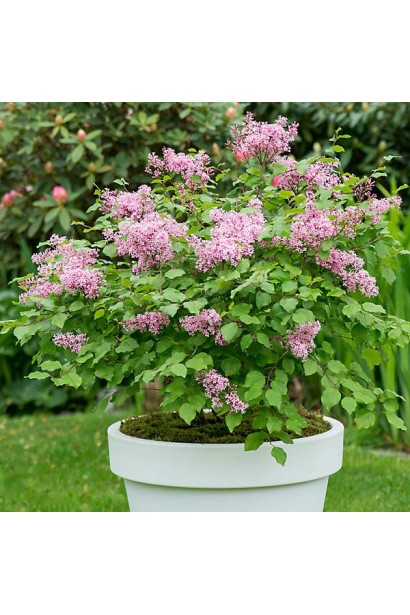 Бузок меєра Flowerfesta® Pink